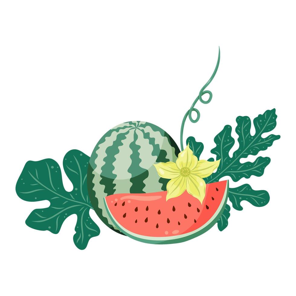 Watermelons composition with whole fruit and a slice, watermelon plant leaves and flowers. Flat illustration. Tropical fruit drawing for food graphics, summer designs, menu, logo, stickers. vector