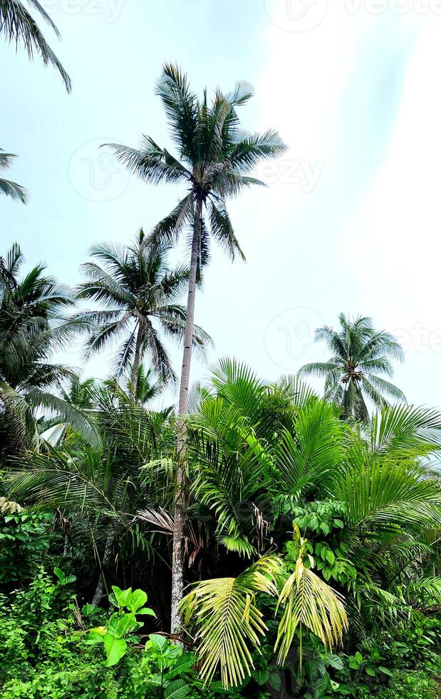palm trees in the jungle photo