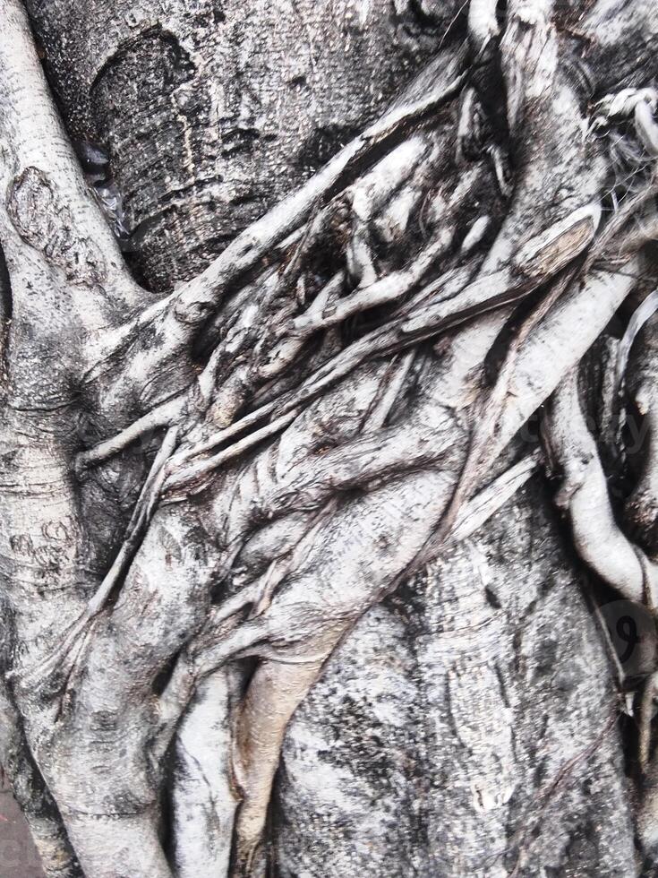 detailed view of the tree bark photo