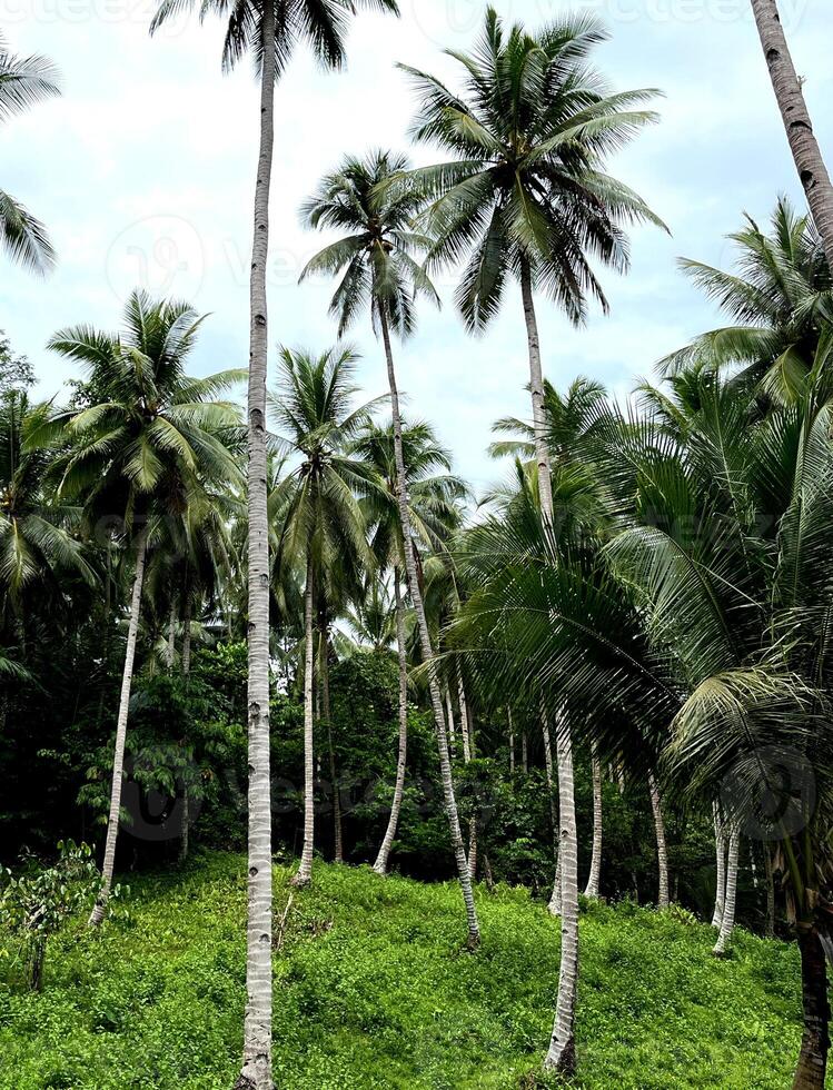 palm trees in the jungle photo