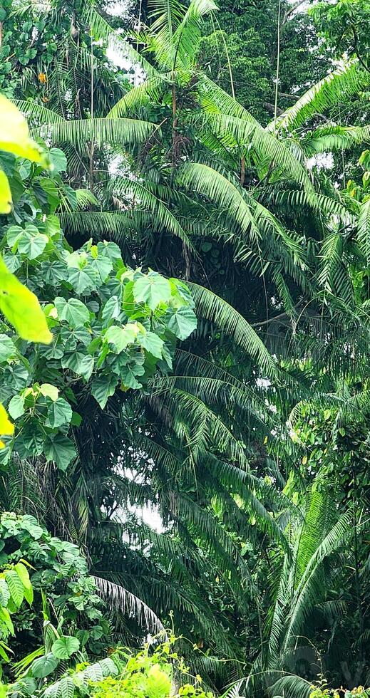palm trees in the jungle photo