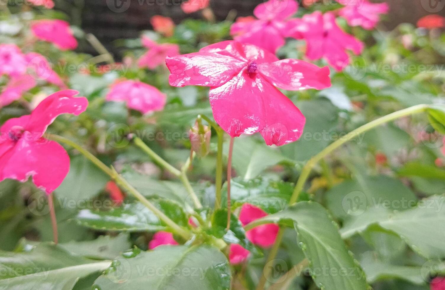 Nature landscape, beautiful fresh pink flowers after rain photo