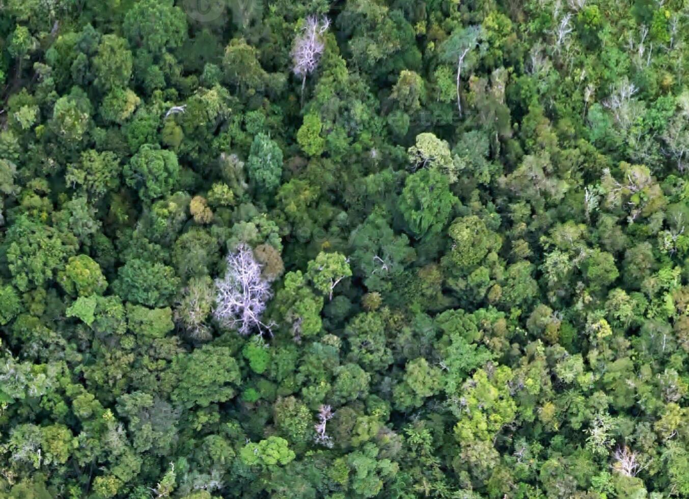 aerial view using a drone of the jungle of Borneo photo