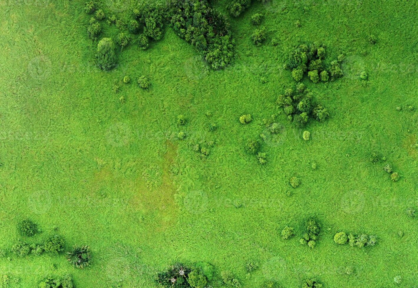 aerial view using a drone of the jungle of Borneo photo