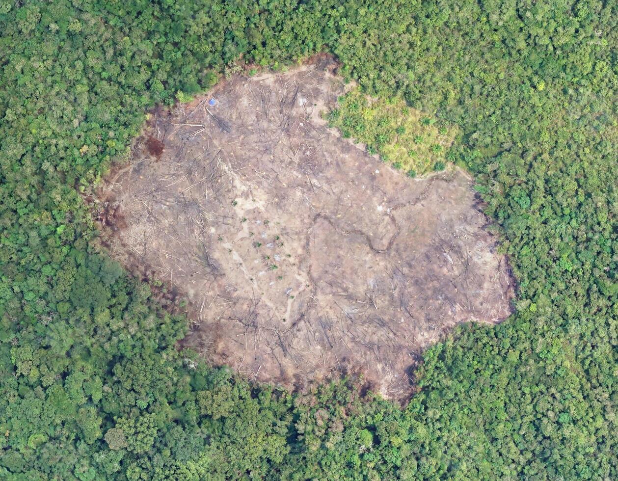 aerial view using a drone of the jungle of Borneo photo