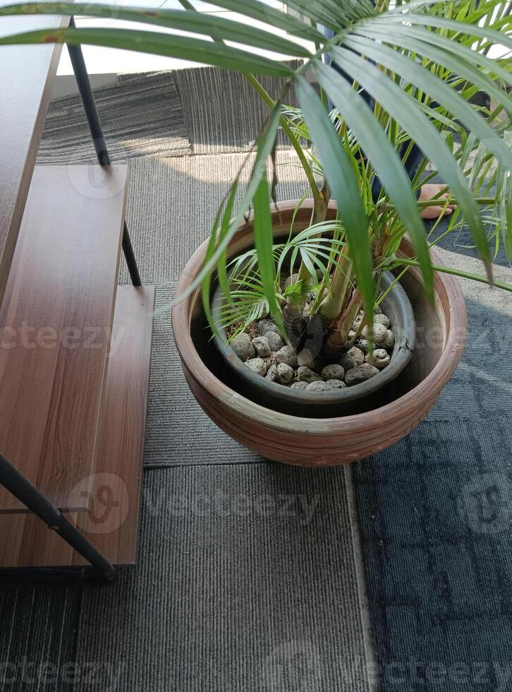palm tree in the building corner photo