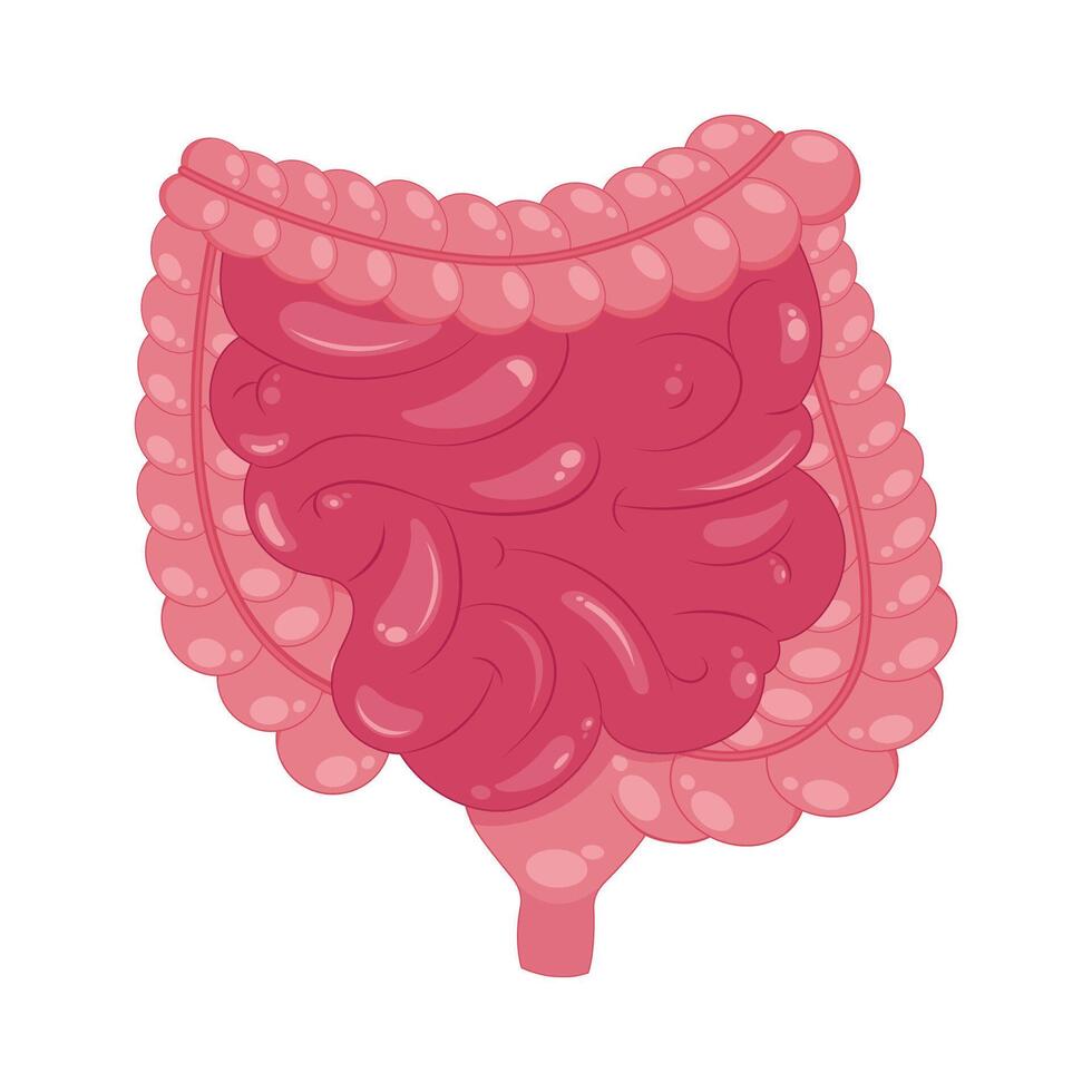 Large and small intestines illustration graphic icon vector
