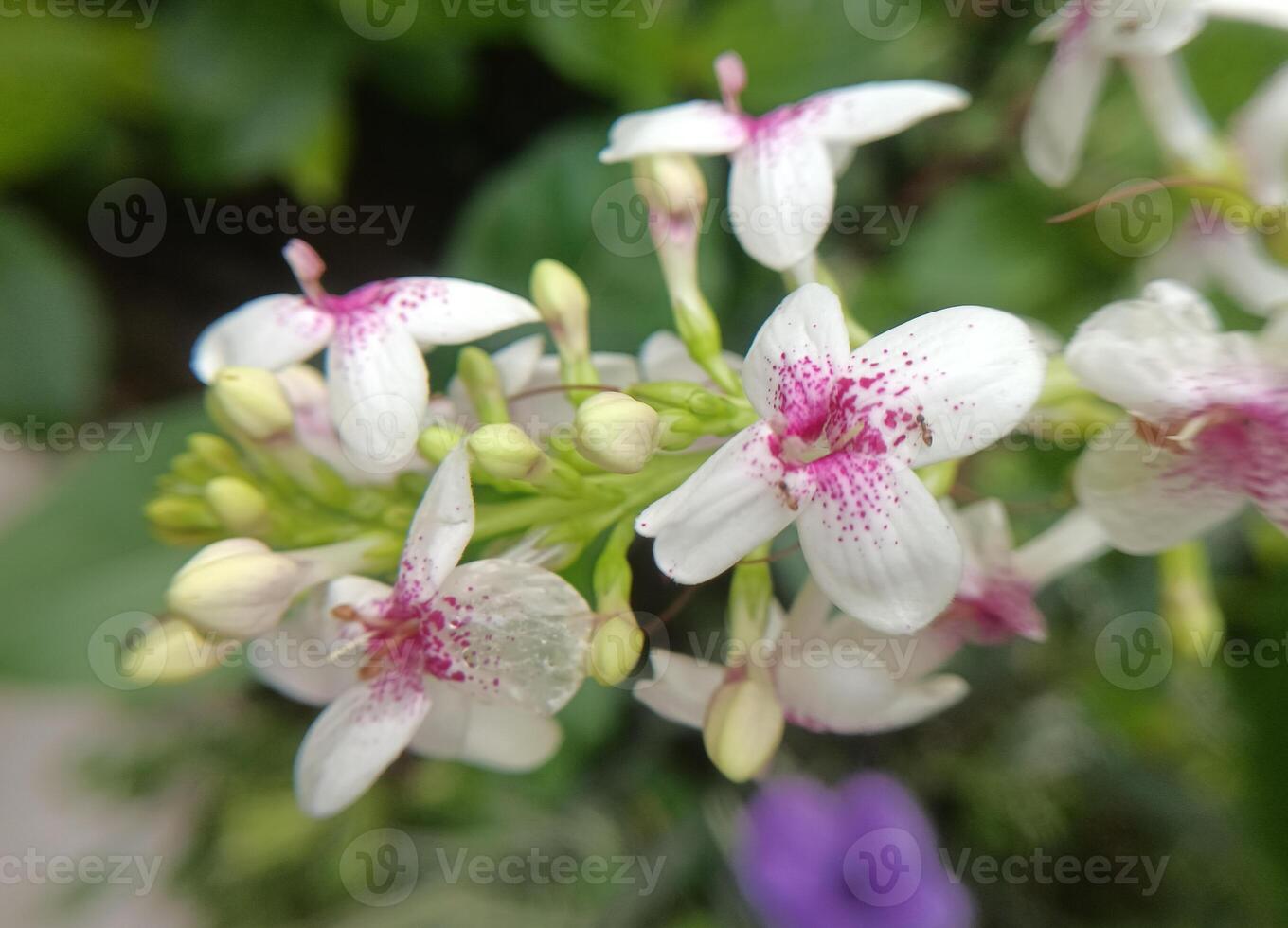 zoom in view of pink flowers in the garden. Nature image. morning landscape. photo