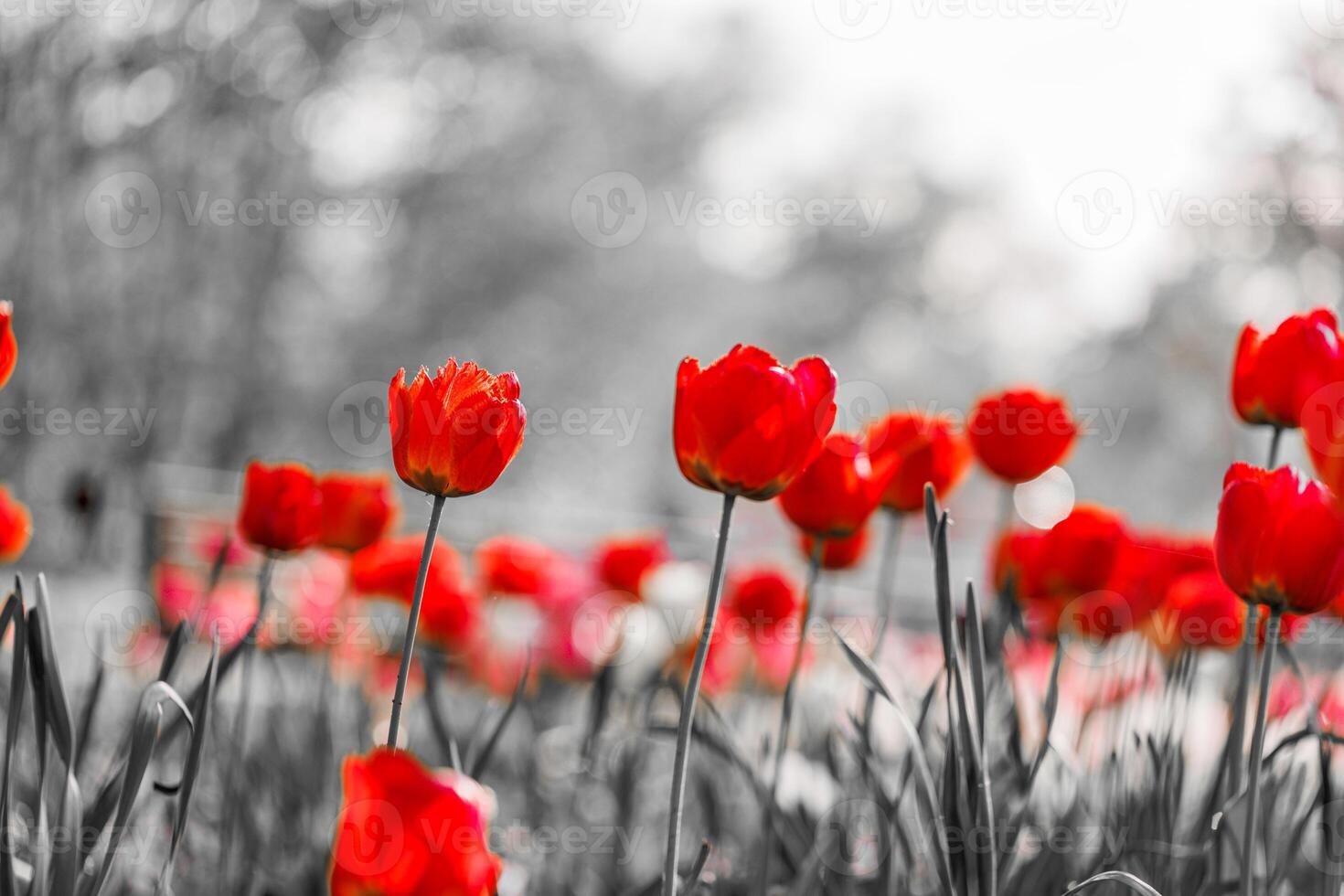 Selective color of blooming red tulips flowers in spring season garden during sunset with black and white background, Nature floral backdrop wallpaper. Artistic monochrome flowers in blurred dream photo