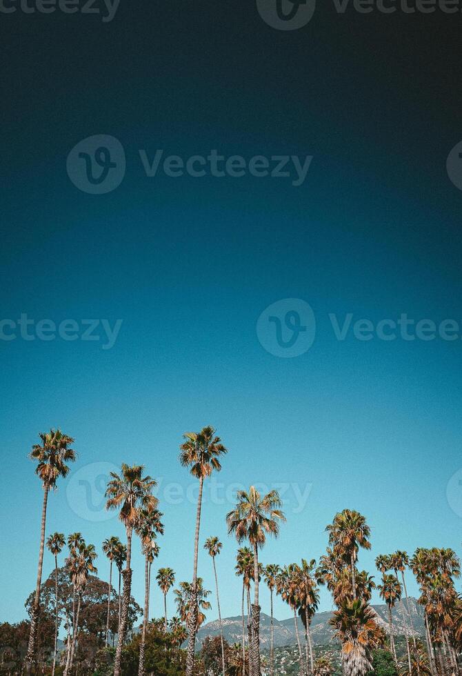 Palms in California with sky at beach photo