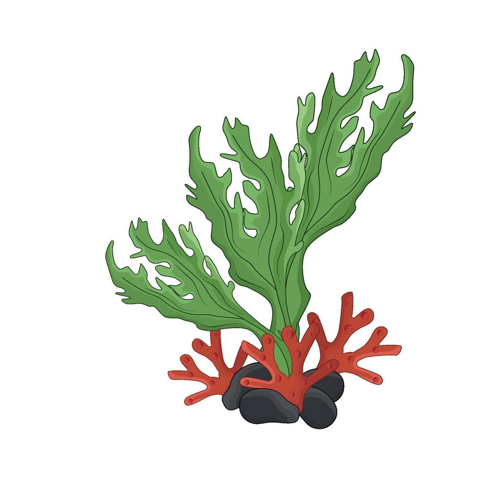 illustration of seaweed vector