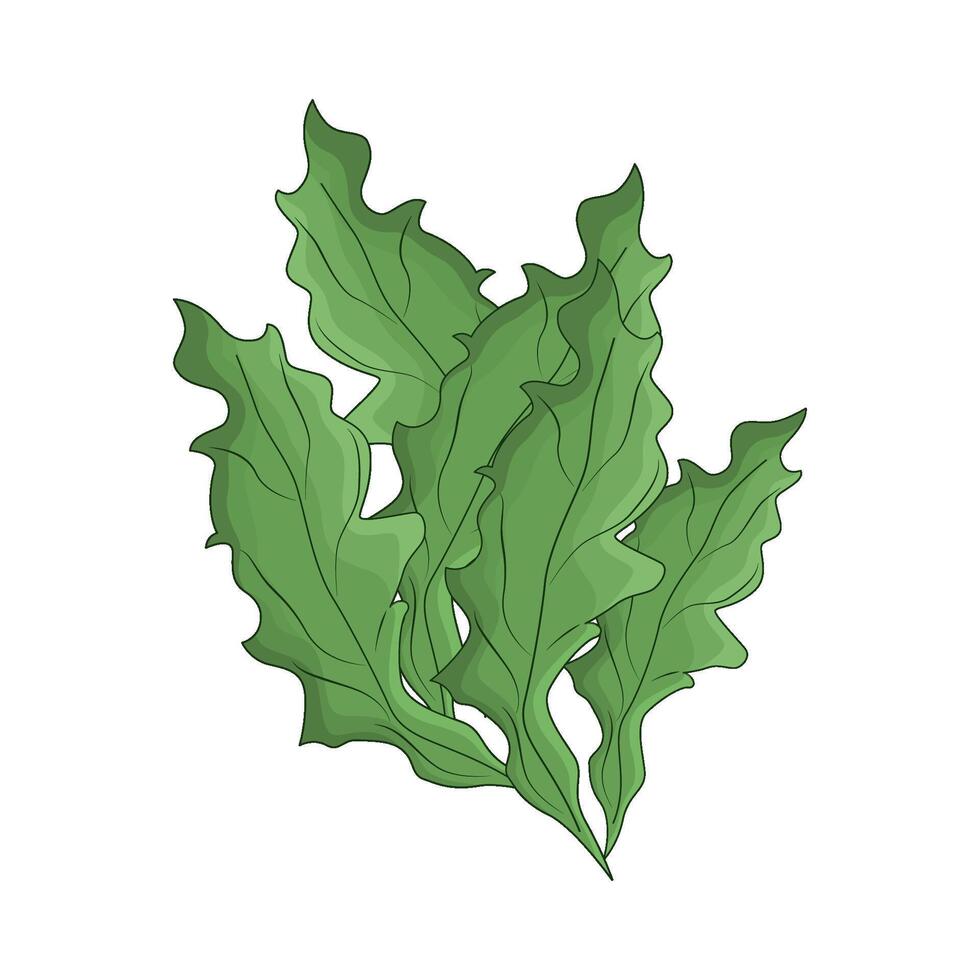 illustration of seaweed vector