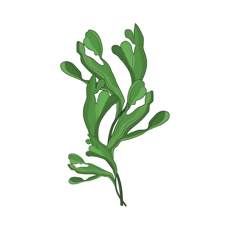 illustration of seaweed vector