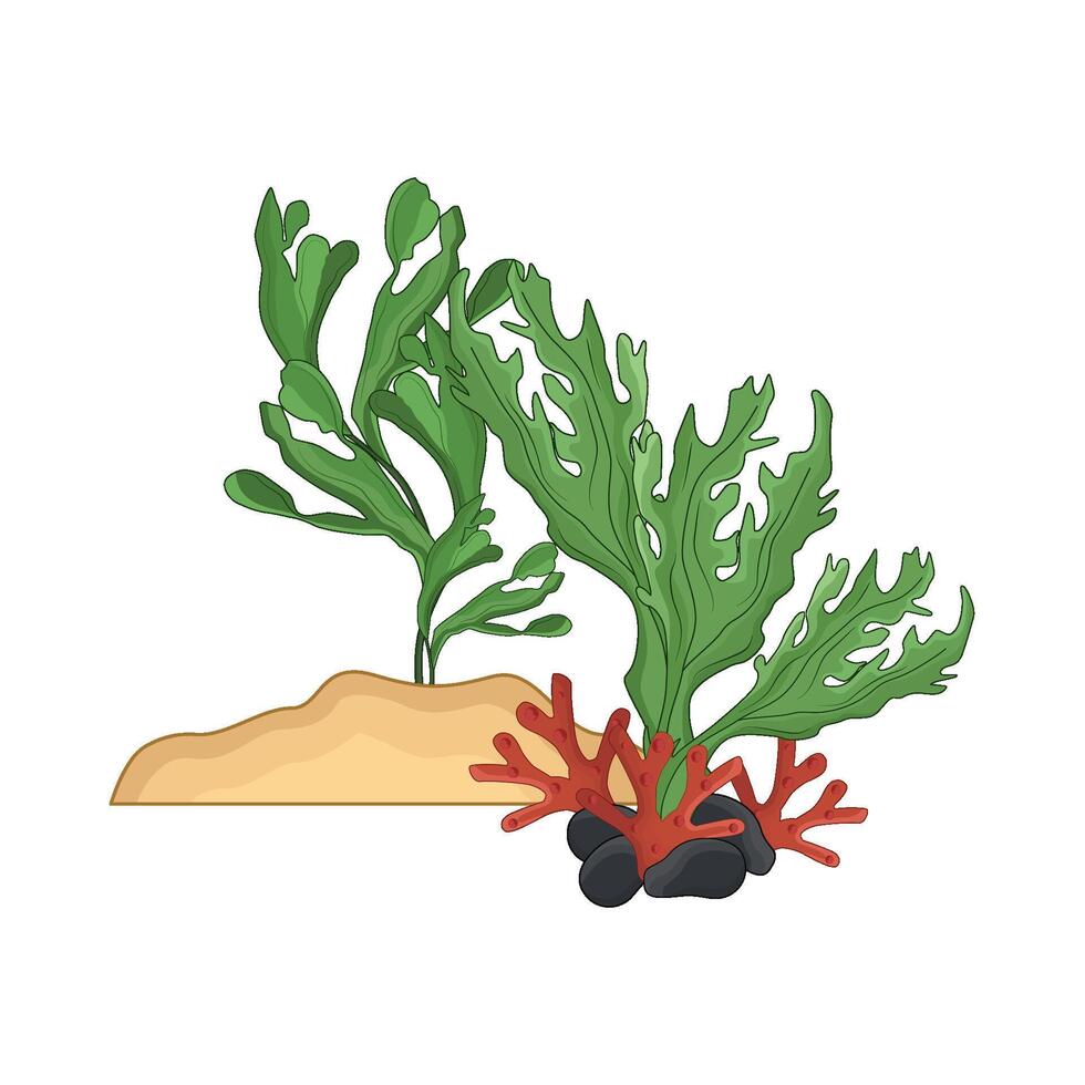 illustration of seaweed vector