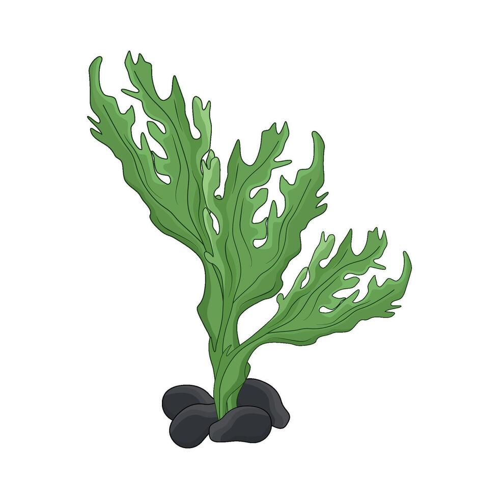 illustration of seaweed vector