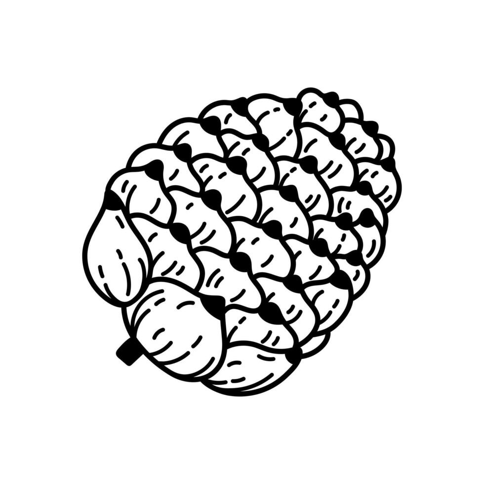 Cedar cone with nuts icon. Seeds of coniferous trees - pine, spruce, fir. Black and white botanical clipart. Hand drawn wild evergreen plant doodle. Vintage sketch, festive Christmas decor vector
