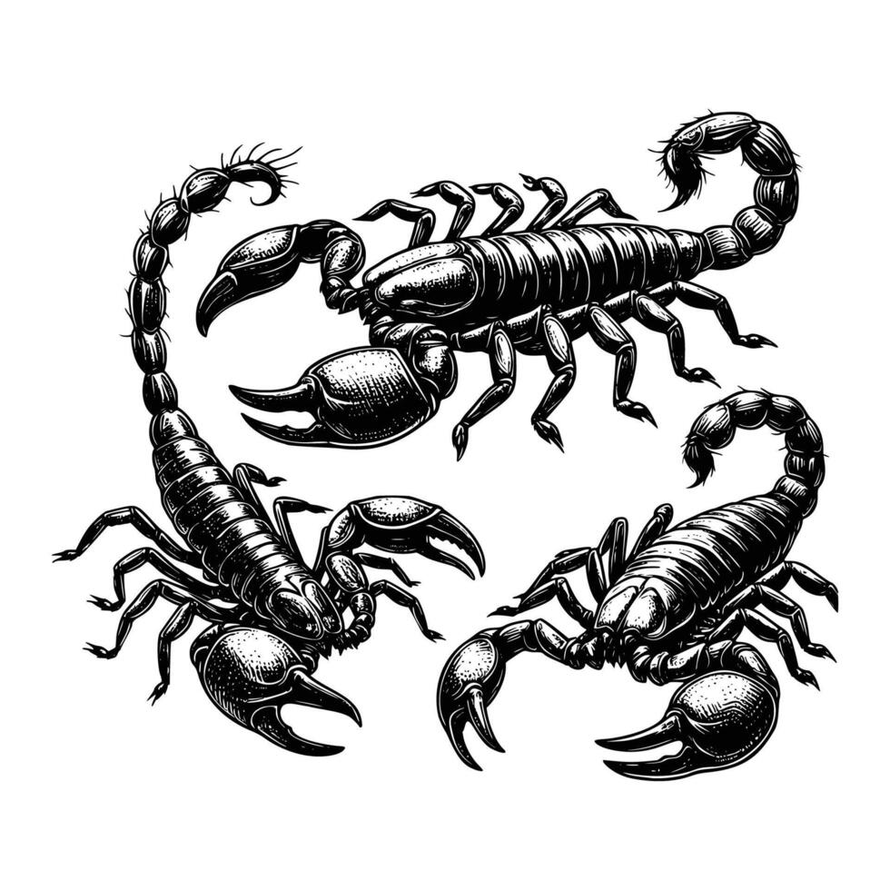 set of scorpions illustration. hand drawn scorpion in black and white illustration, isolated white background vector