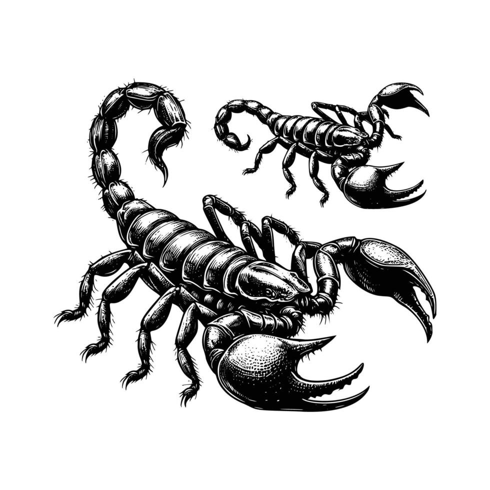 set of scorpio illustration. hand drawn scorpio in black and white illustration, isolated white background vector