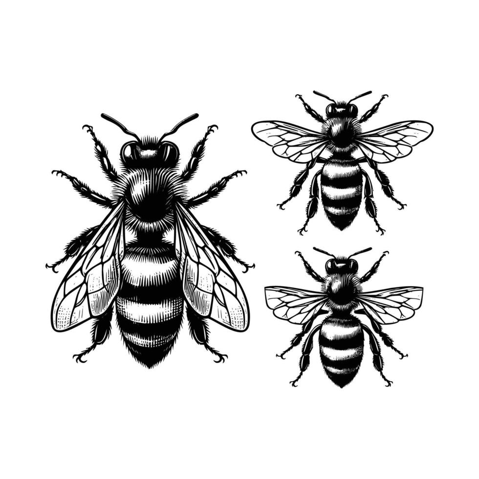 set of bees illustration. hand drawn bee in black and white illustration, isolated white background vector