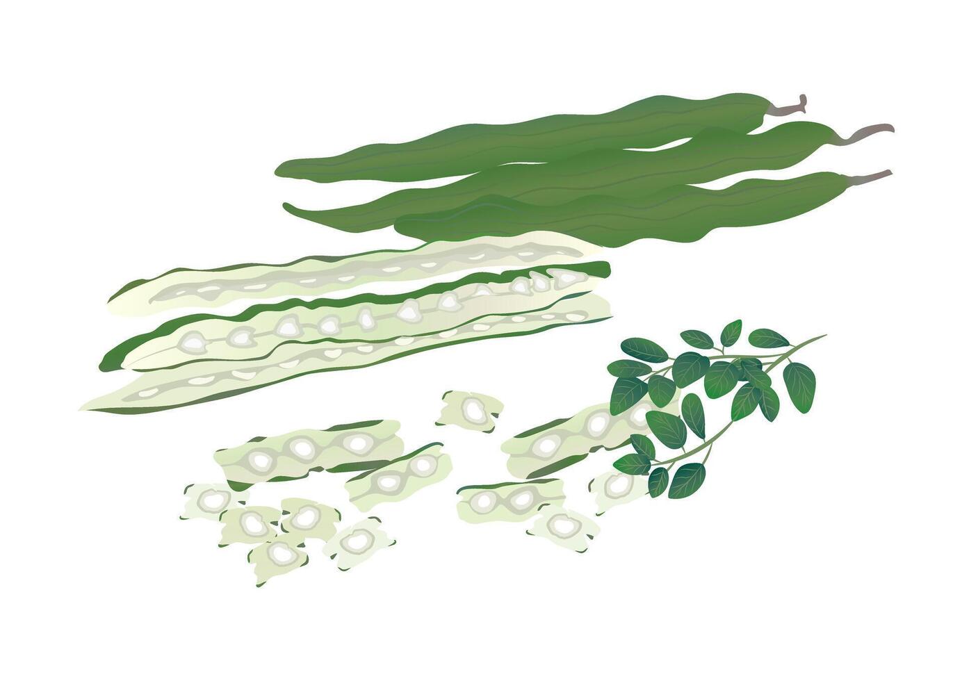 set of moringa or drumstick herb painting isolated on plane background vector