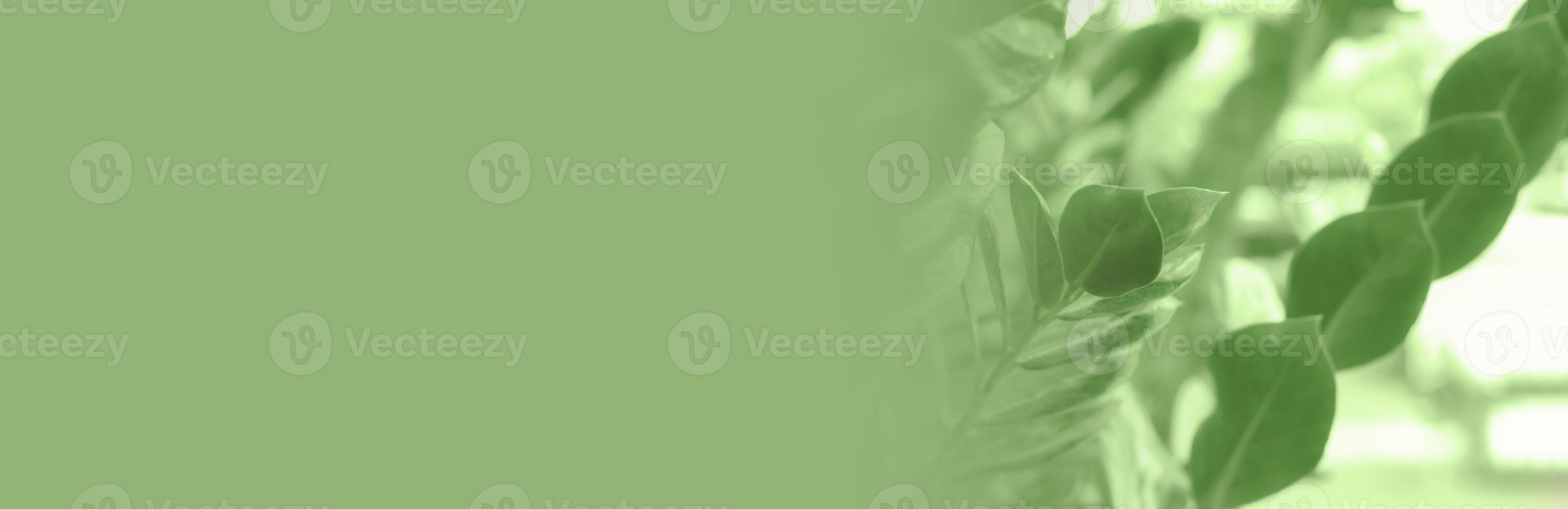 Banner for design and web page. Fuzzy cose-up of houseplant Zamioculcas leaves in shop. photo