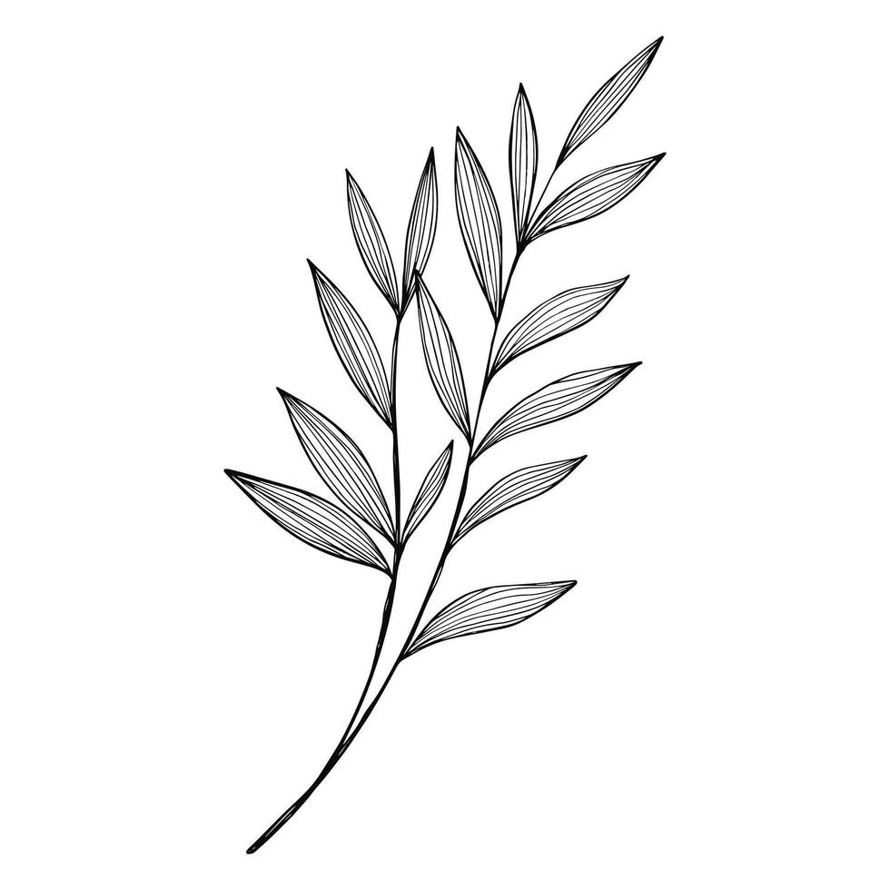 Botanical leaf doodle wildflower line art on white background vector