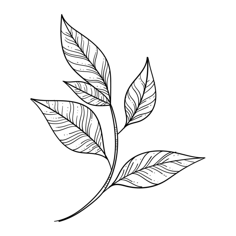 Botanical leaf doodle wildflower line art vector