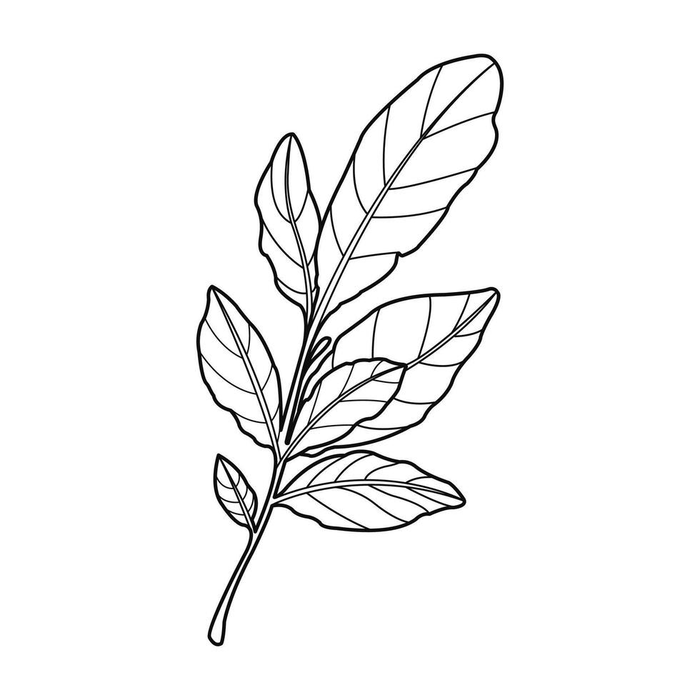 Botanical leaf doodle wildflower line art on a white background vector