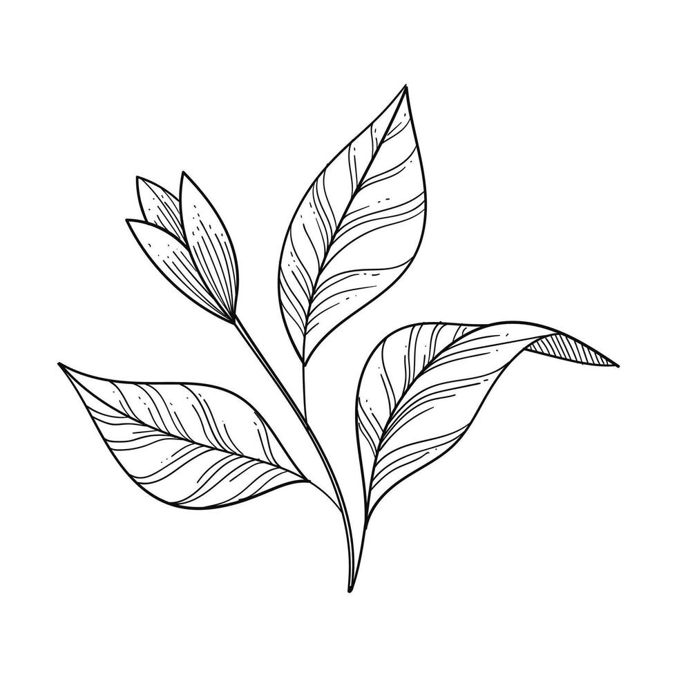 Botanical leaf doodle wildflower line art on white vector