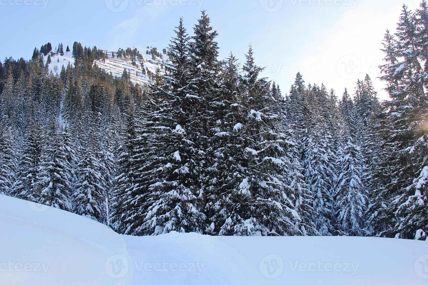 Winter Pine Forest at the Mountains with Snow photo