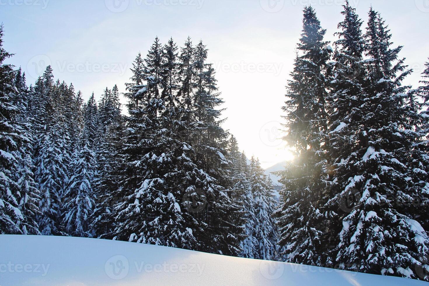Winter Pine Forest at the Mountains with Snow photo