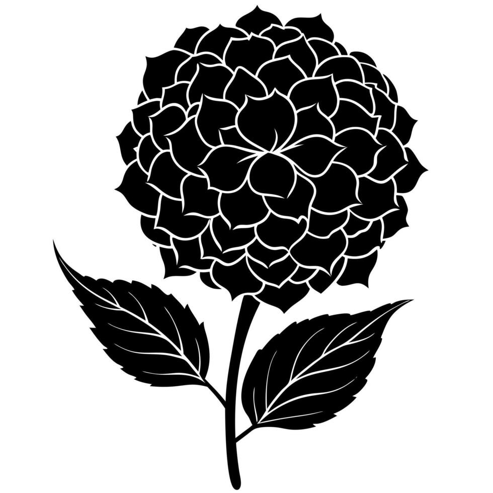 hydrangea flower black silhouette illustration vector