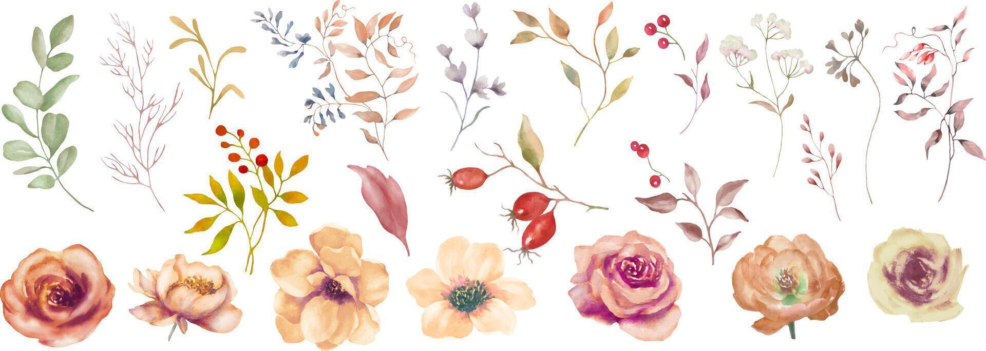Watercolor set of autumn flowers, leaves, berries. Hand drawn illustration isolated on white background. vector