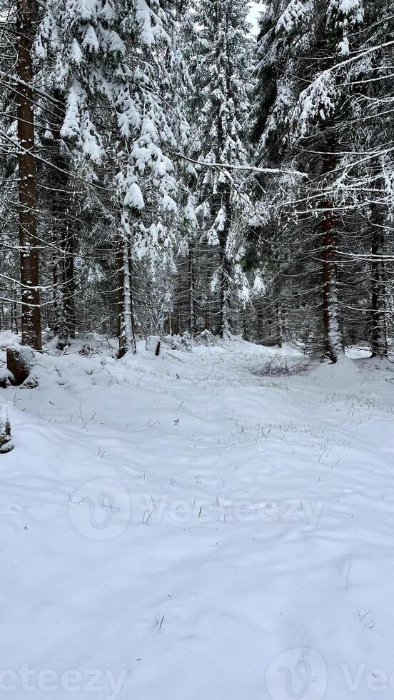 Winter mountain forest in the Jizera Mountains, Poland photo