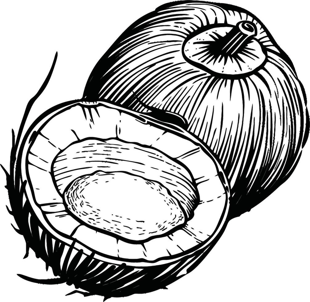 Black and White Graphic of an Open Coconut and a Round Coconut vector