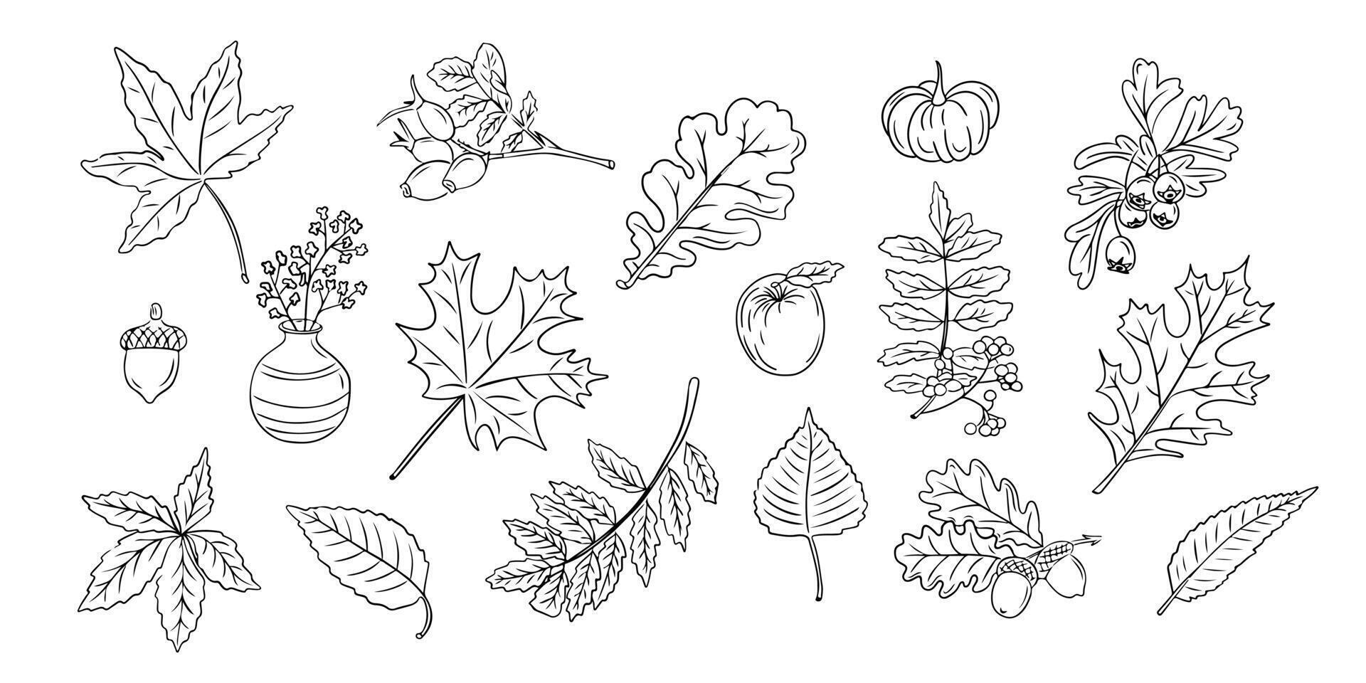 Autumn doodle set with leaves and berries vector
