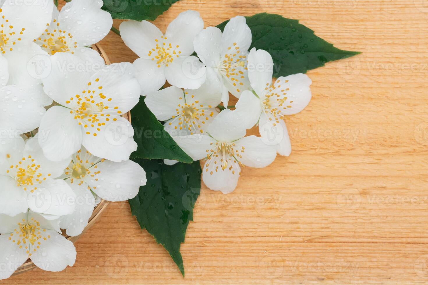 Jasmine flowers with a twig and leaves on a light wooden background with copy space photo