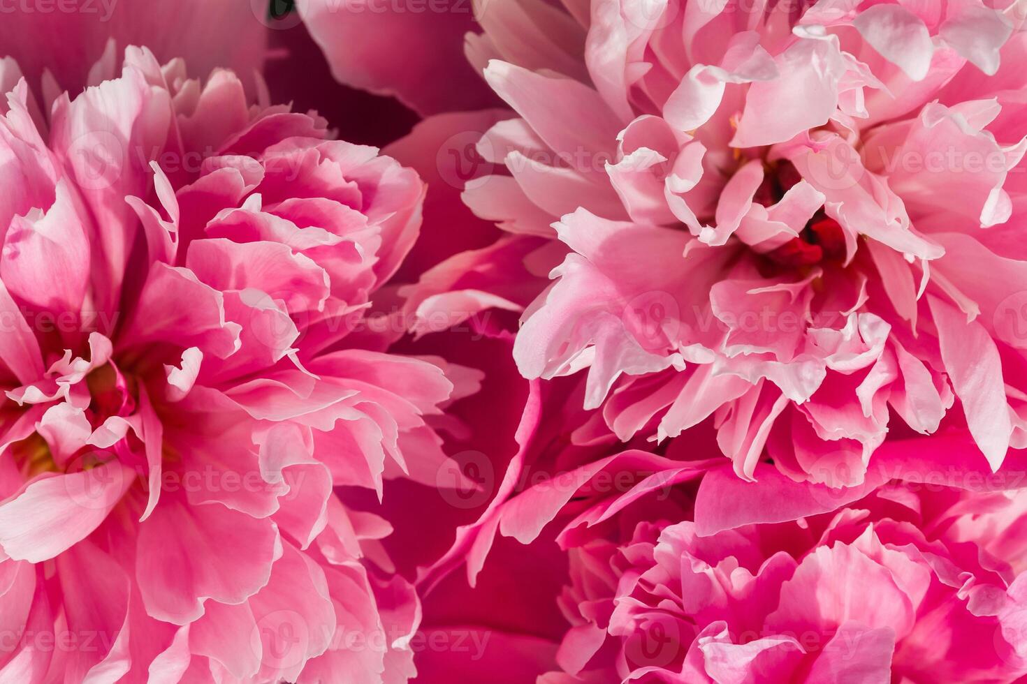 Top view of three pink peonies. Flowers as a background image photo