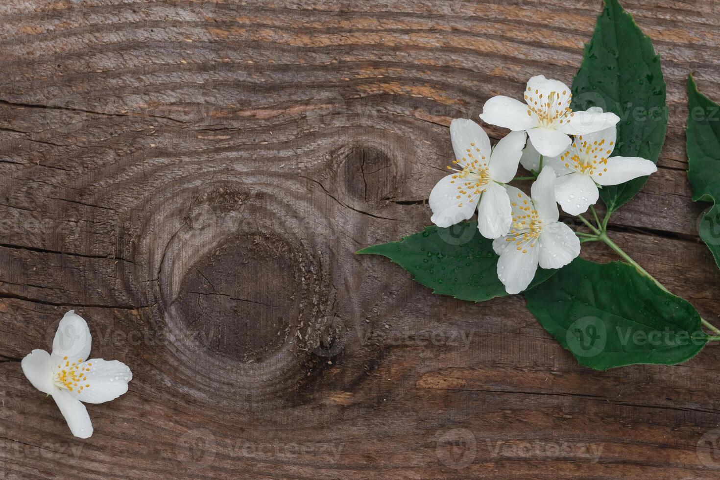 Jasmine branch with white flowers and leaves on a wooden background with copy space photo