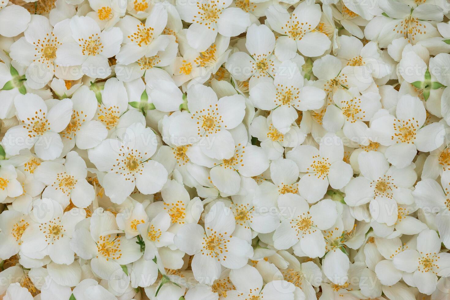 White jasmine flowers for the whole frame. An ingredient for jasmine tea photo