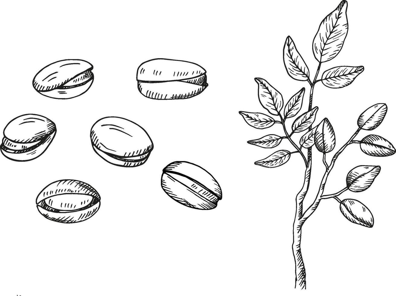 Pistachios nuts and branch. Hand drawn engraved sketch illustration on isolated background. Doodle with Nut plant, organic food ingredient. Design for label, card, print, paper, wrapping, logo vector
