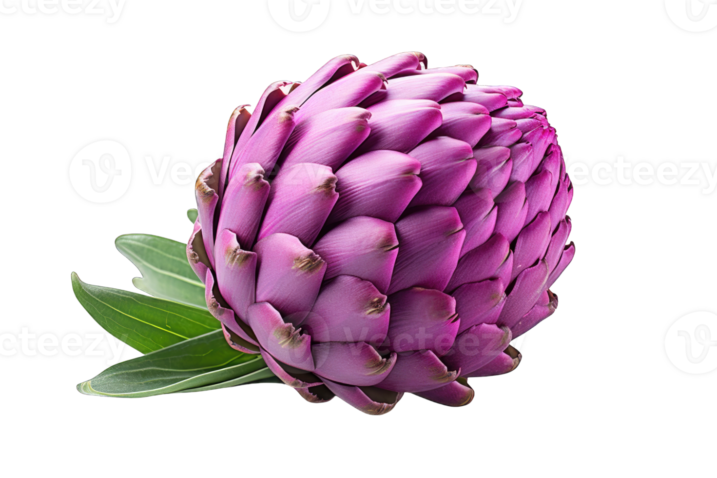 Artichoke vegetable on transparent background cutout png