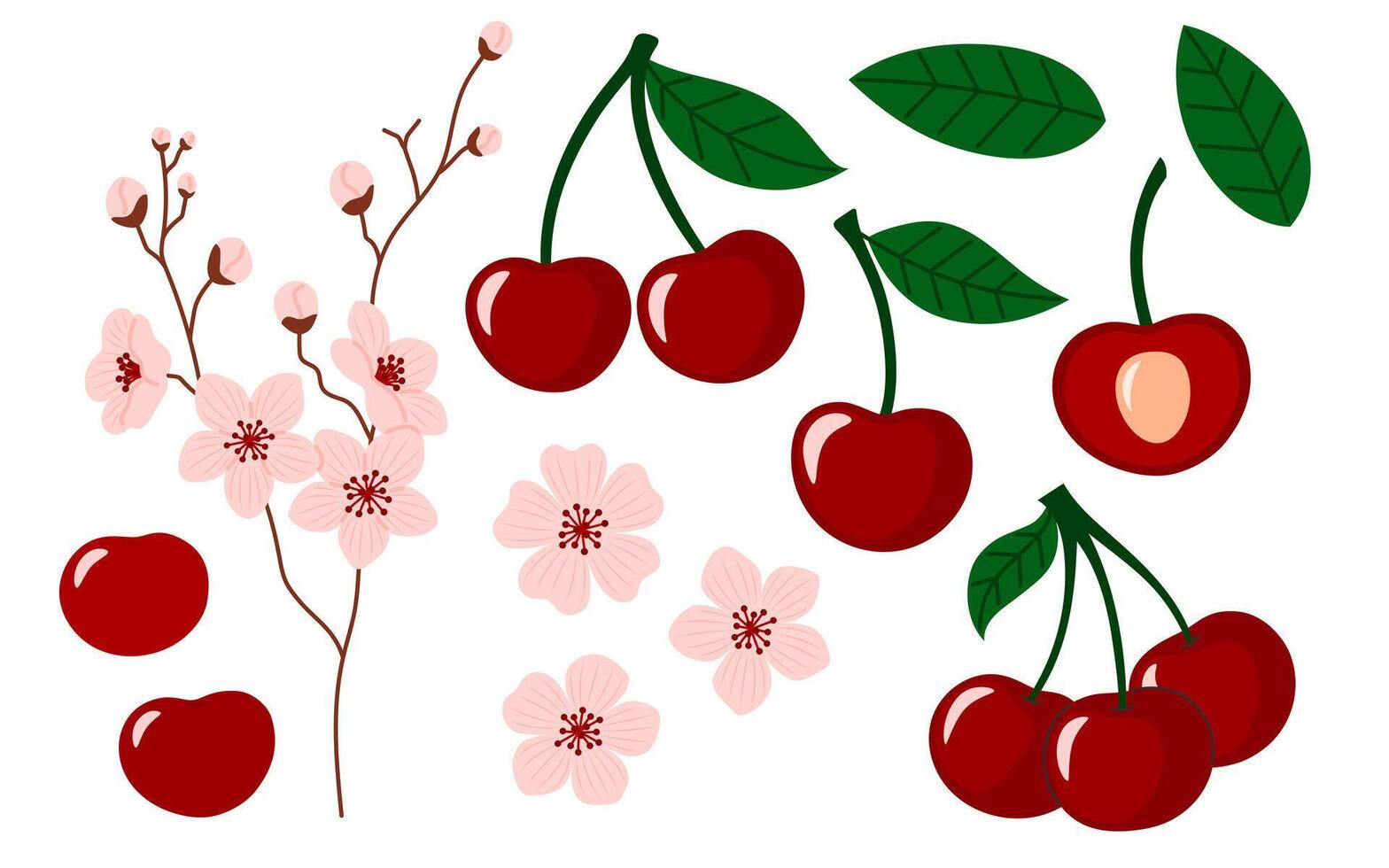 Cherry berry set. Cherry blossom branches in full bloom. Cherry with leaves and flowers. Juicy summer berries. Flat illustration isolated on white background vector