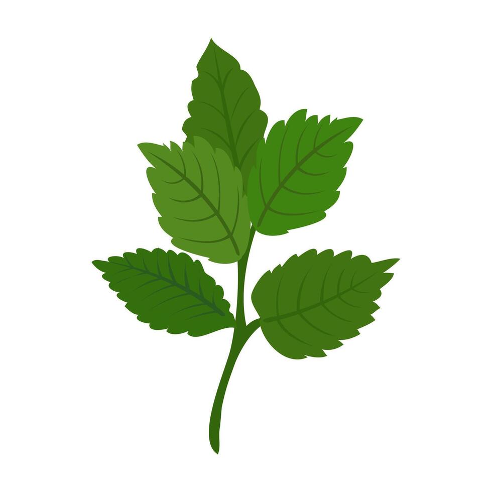 Green Peppermint Branch Icon vector