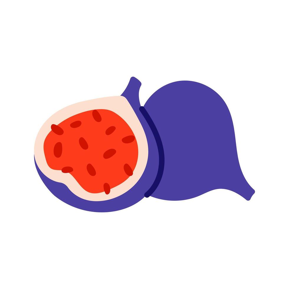 Illustration of ripe fig vector