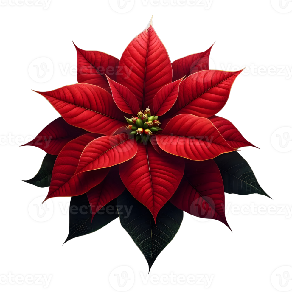 poinsettia flower isolated on transparent background png
