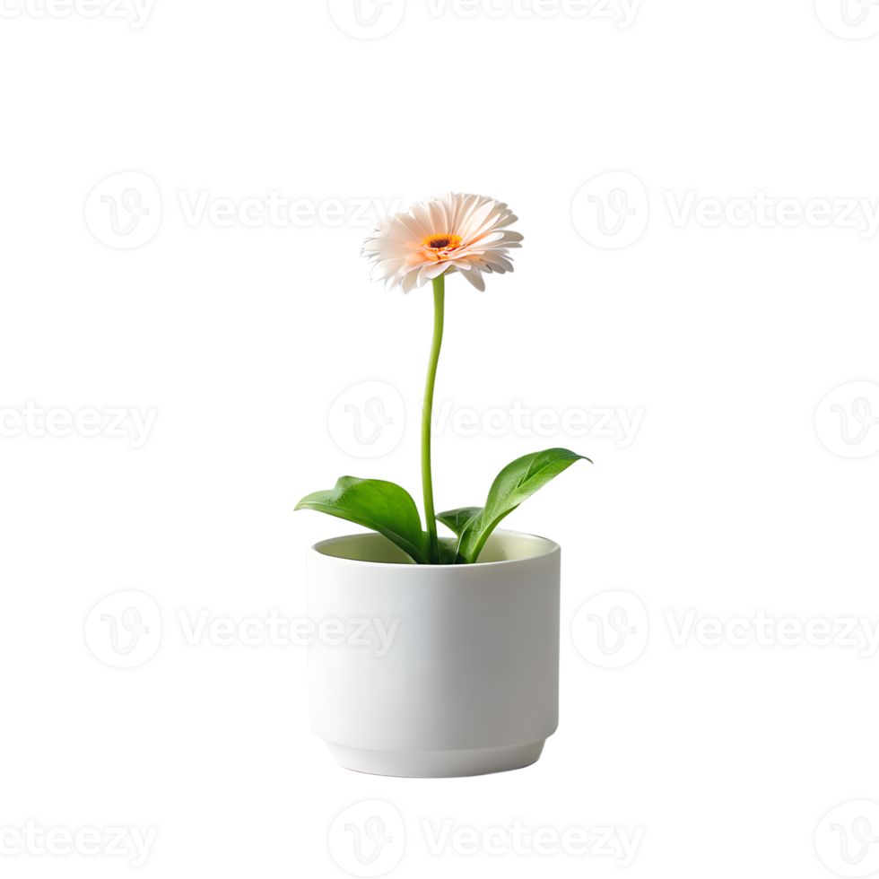 BARBERTON DAISY in minimalist white pot isolated on transparent background. png