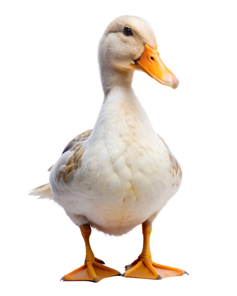 Duck isolated on transparent background png