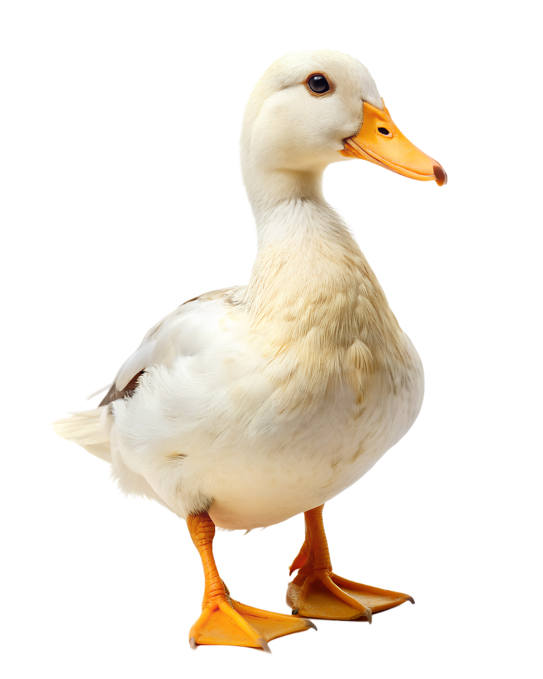 Duck isolated on transparent background png