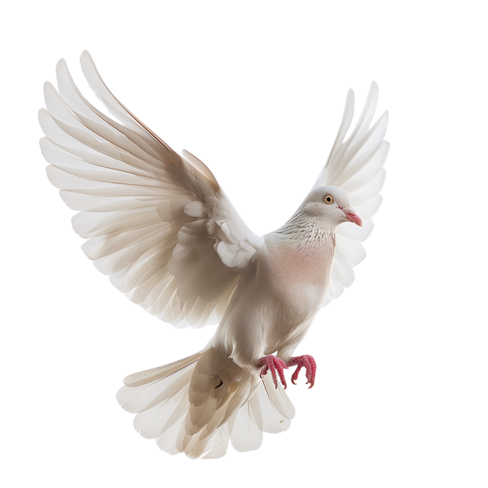 A serene dove in mid-air, symbolizing peace and freedom, isolated on a transparent background png